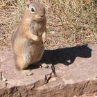 Hörnchen im Bryce Canyon