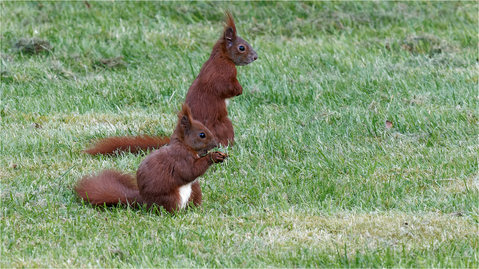 Hörnchen im Doppelpack up de Wies  .....