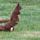 Hörnchen im Doppelpack up de Wies  .....