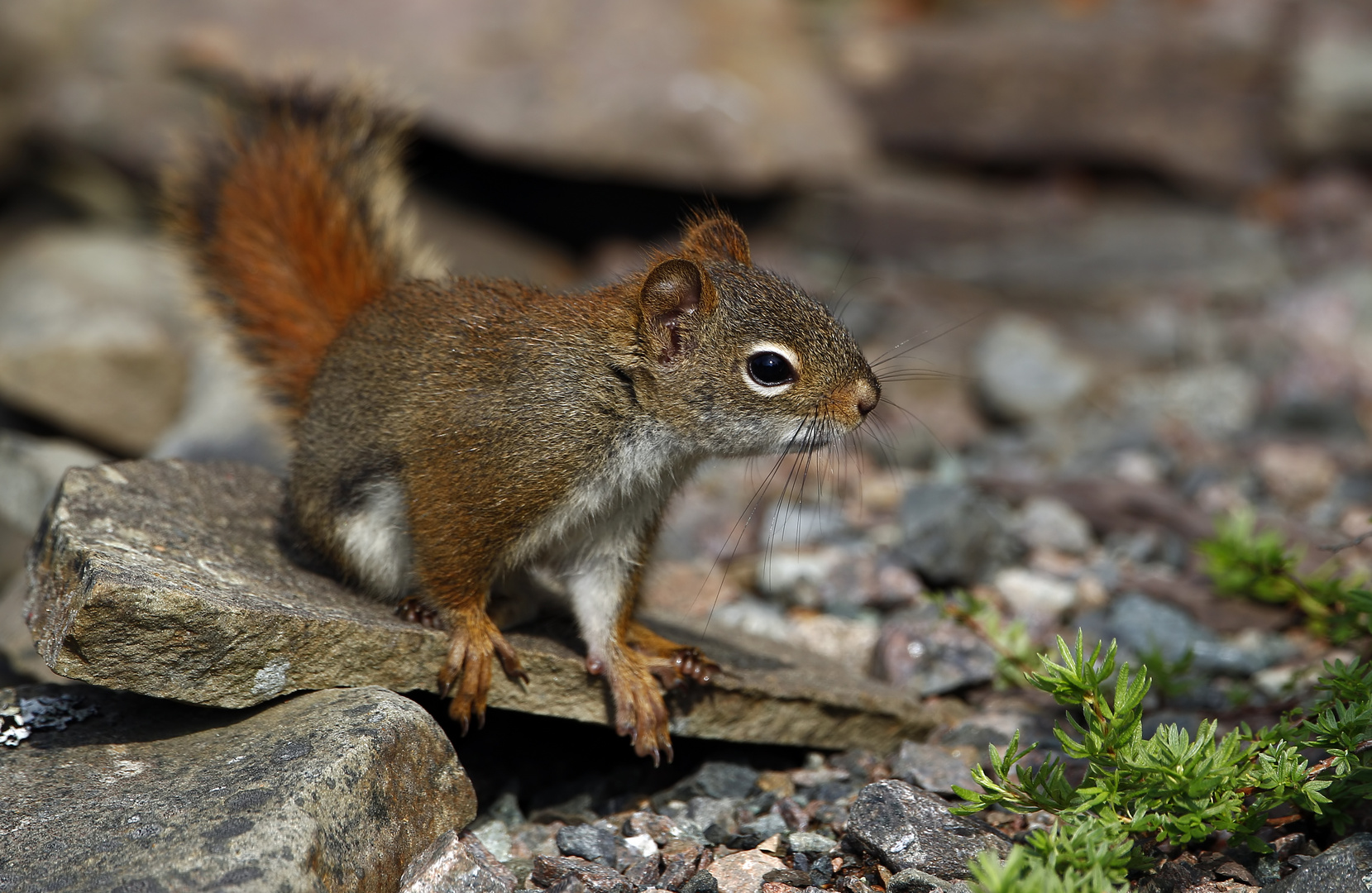 Hörnchen im Fokus