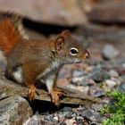 Hörnchen im Fokus