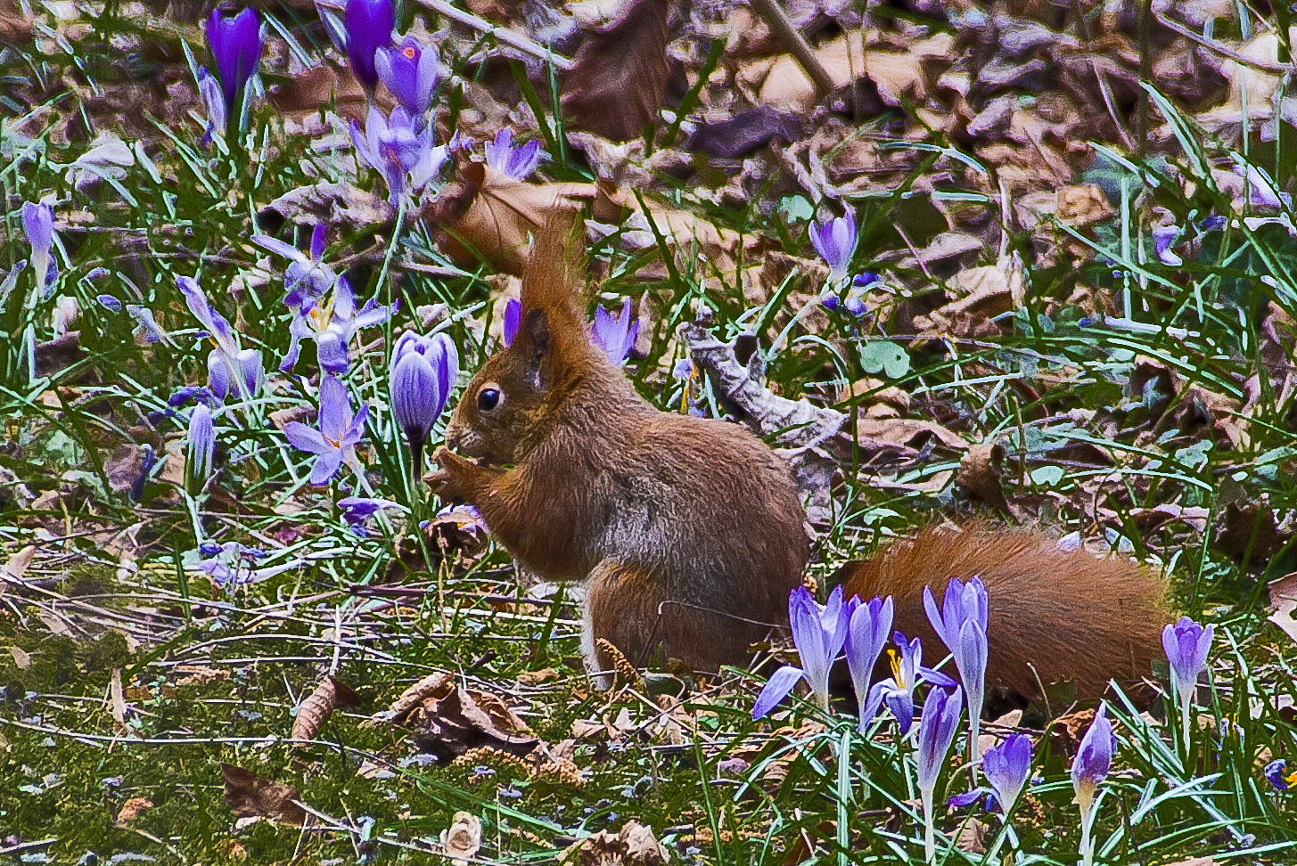 Hörnchen im Frühling....