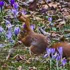 Hörnchen im Frühling....