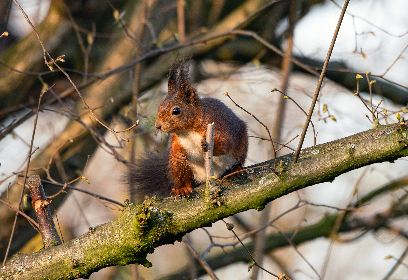 Hörnchen im Garten