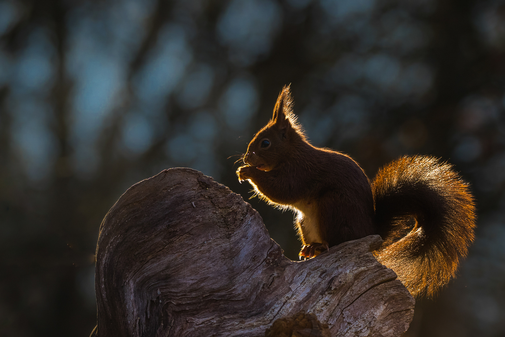 Hörnchen im Gegenlicht