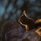 Hörnchen im Gegenlicht