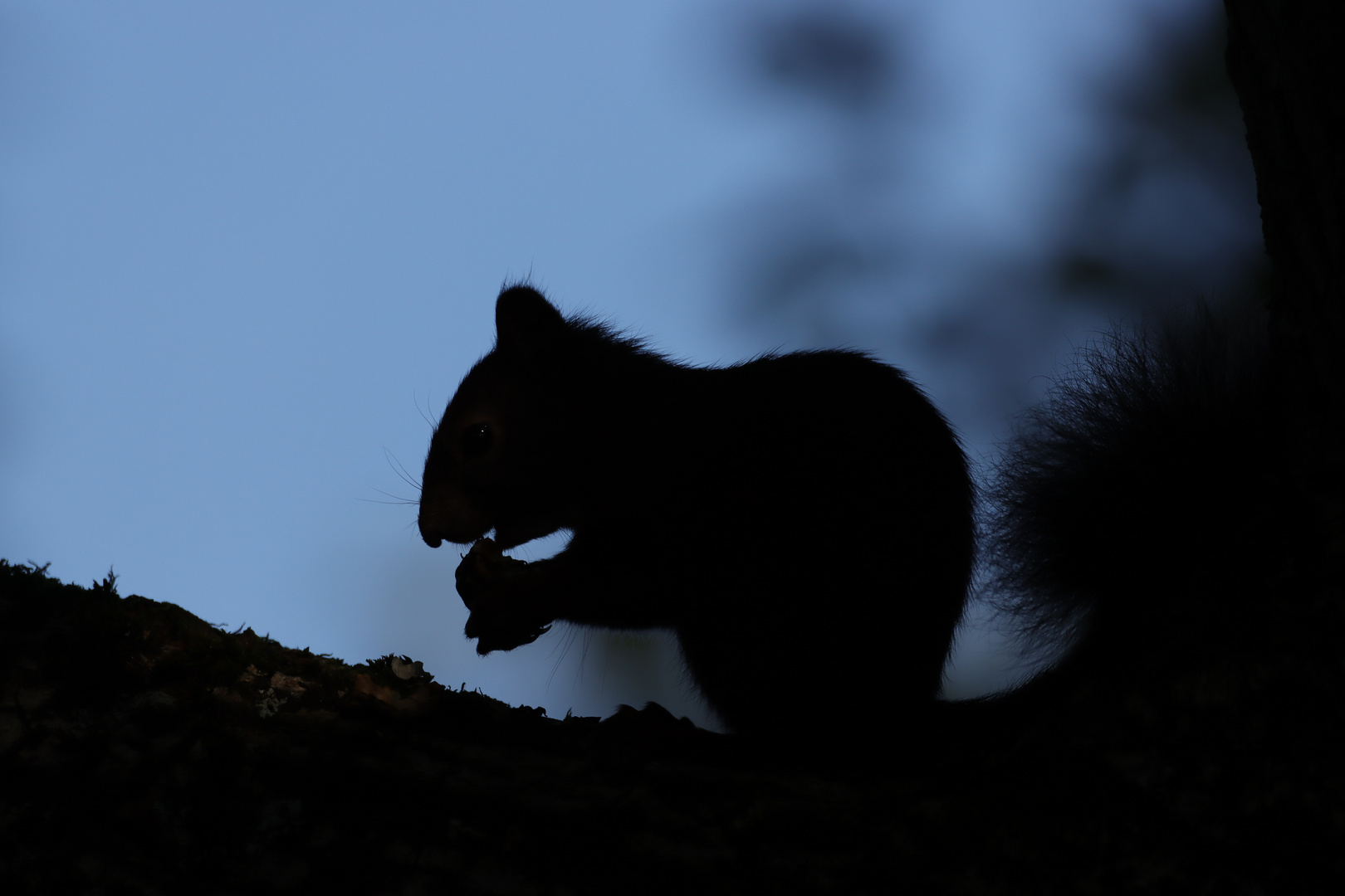 Hörnchen im Gegenlicht