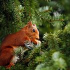 Hörnchen im Grünen