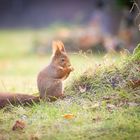 Hörnchen im Herbst