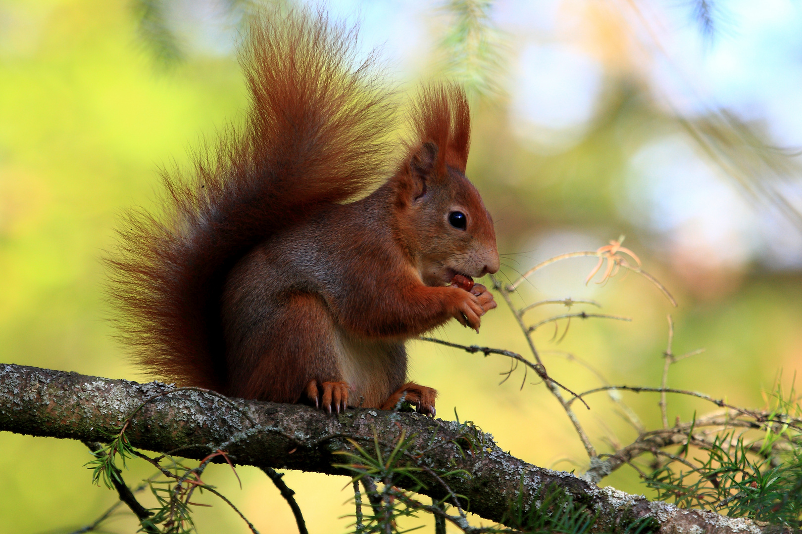 Hörnchen im Herbstlicht.