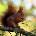 Hörnchen im Herbstlicht.