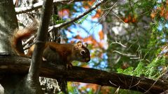 Hörnchen im Killarney Provincial Park / Ontario