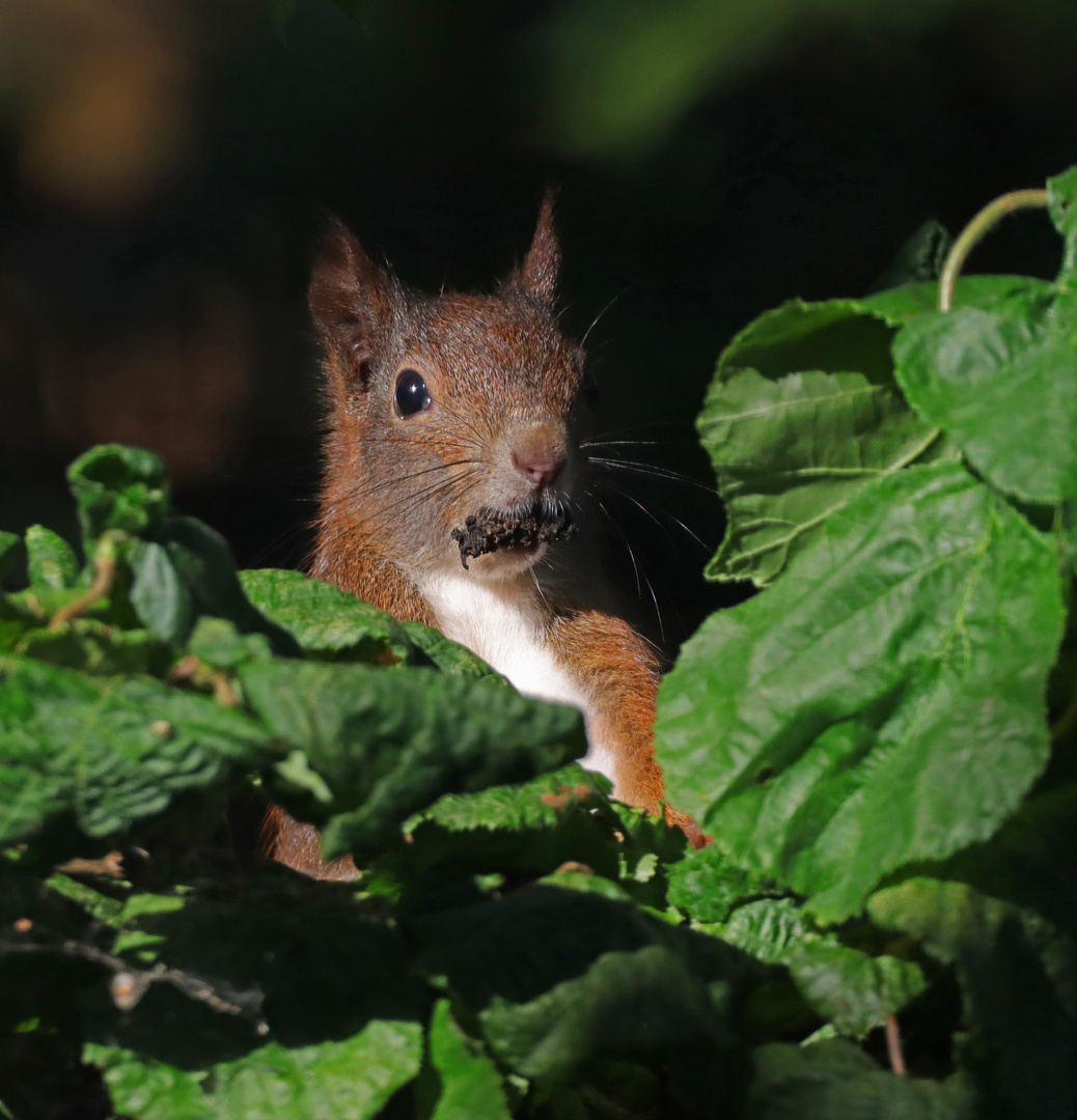 Hörnchen im Korkenzieherhasel