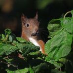 Hörnchen im Korkenzieherhasel