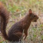 Hörnchen im Regen_01.09.2020