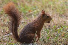 Hörnchen im Regen_01.09.2020