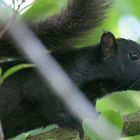 Hörnchen im Regenwald