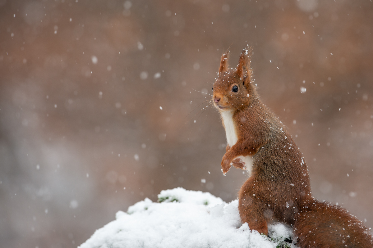 Hörnchen im Schnee