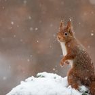 Hörnchen im Schnee