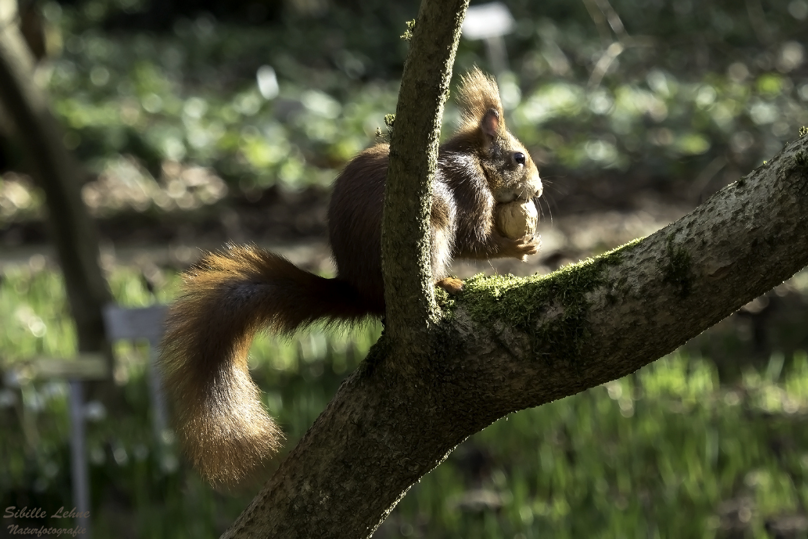 Hörnchen im Sonnenschein