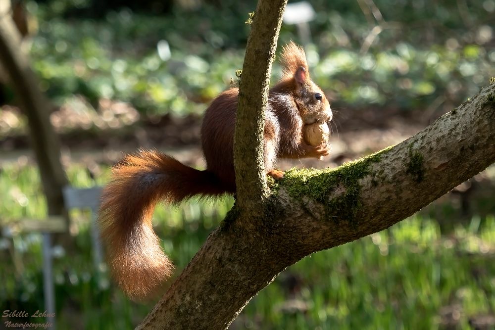 Hörnchen im Sonnenschein