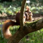 Hörnchen im Sonnenschein