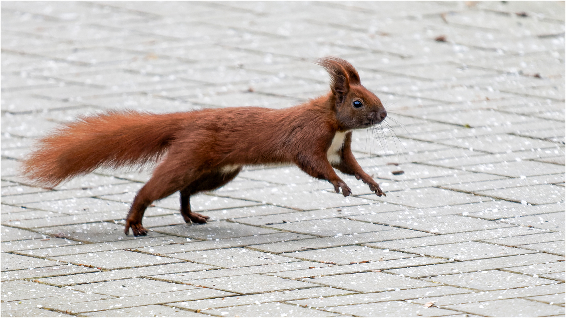 Hörnchen im Sprung  .....