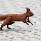 Hörnchen im Sprung  .....