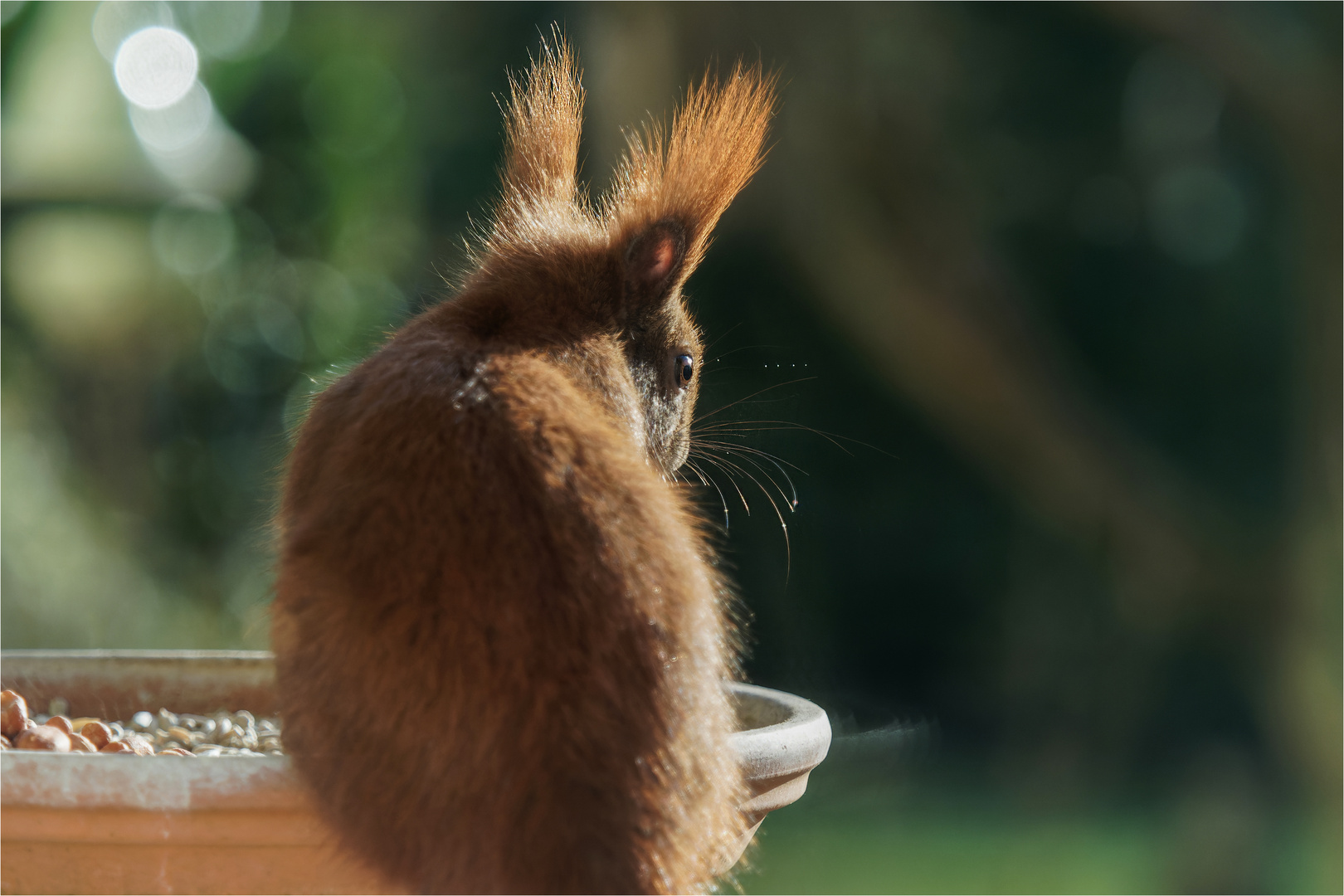 Hörnchen im Streiflicht  .....