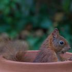 Hörnchen im Topf