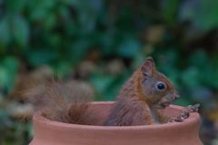 Hörnchen im Topf