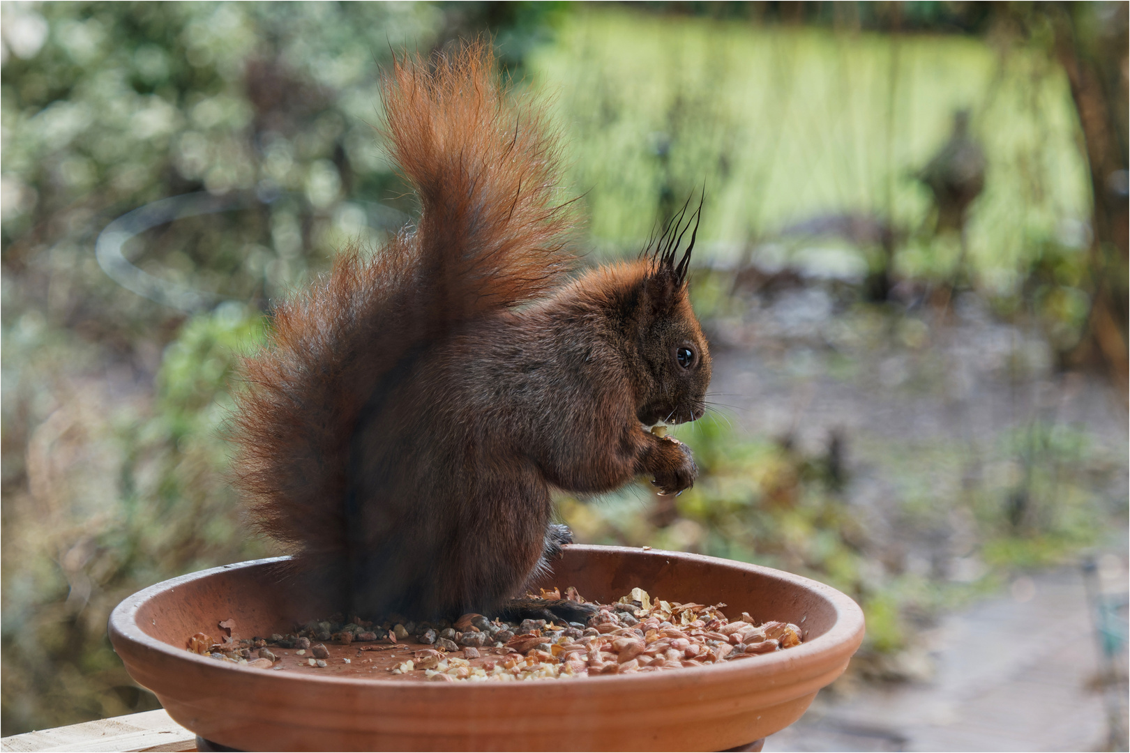 Hörnchen im Untersetzer  .....