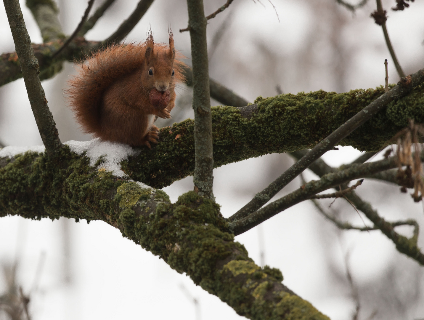 Hörnchen im Winter