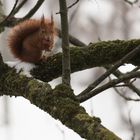 Hörnchen im Winter