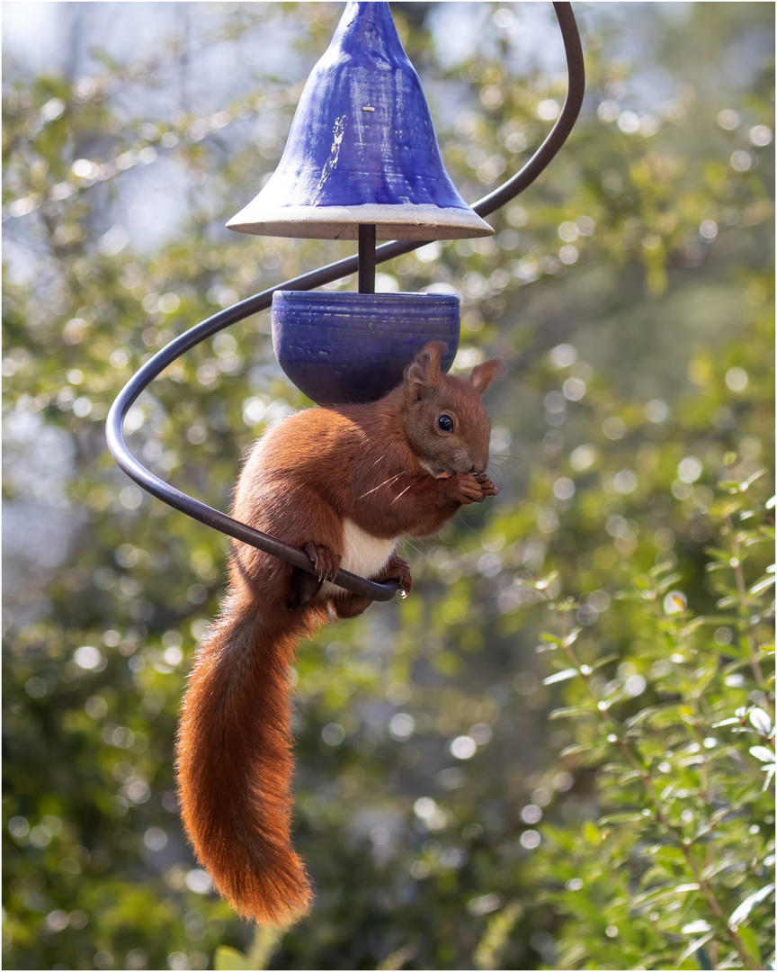 Hörnchen in auf der Keramik - Schwinge  .....