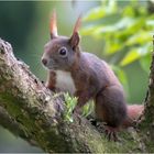 Hörnchen in der Astgabel  .....