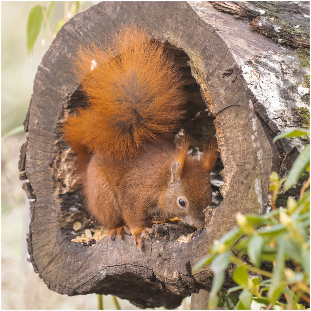 Hörnchen in der Baumscheibe  .....