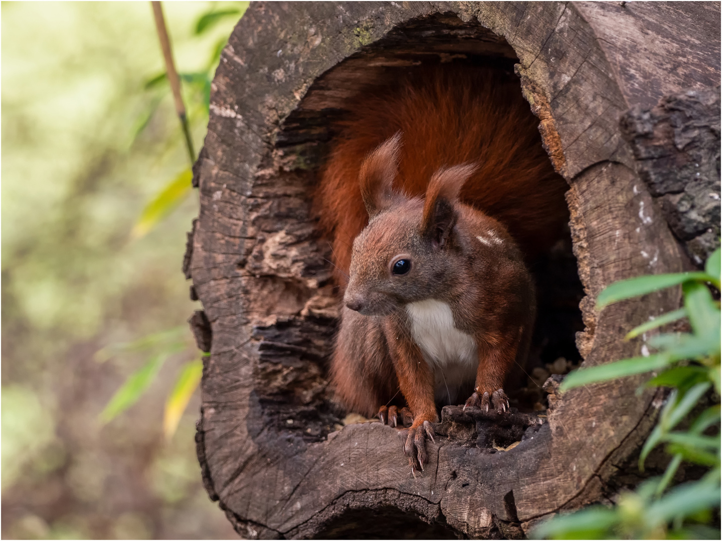 Hörnchen in der Baumscheibe  .....