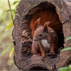 Hörnchen in der Baumscheibe  .....