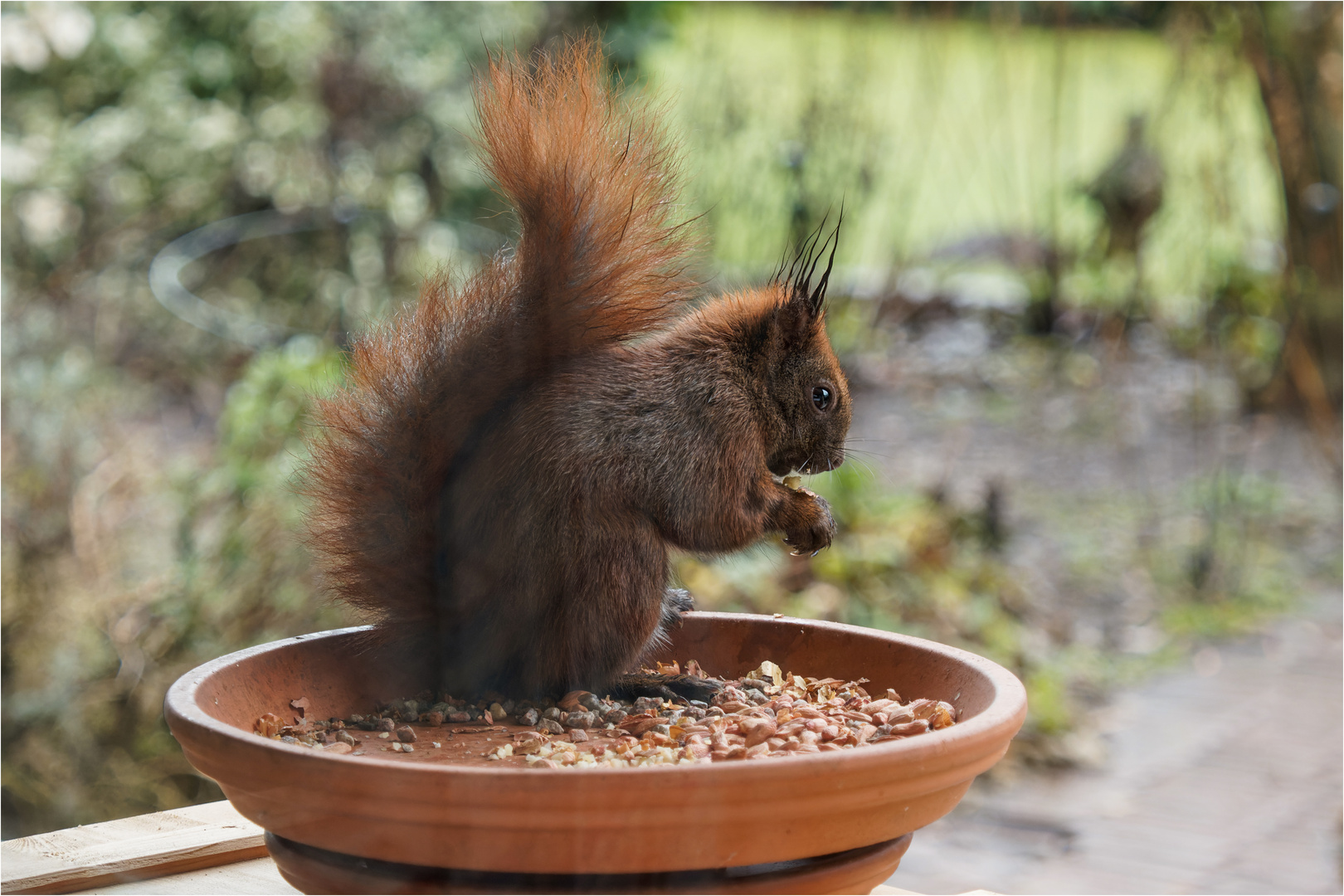 Hörnchen in der Futterschale  .....