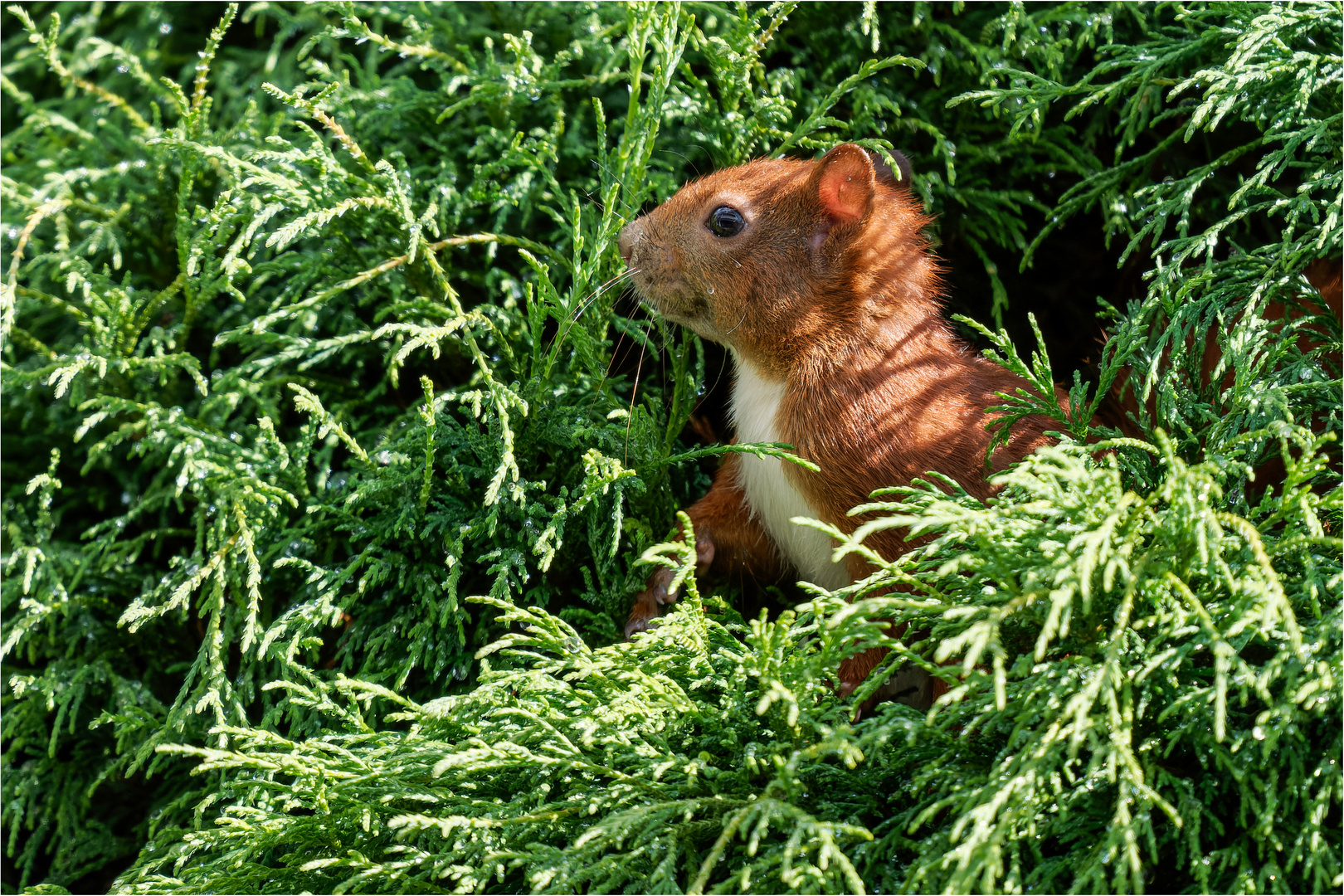 Hörnchen in der Hängezypresse  .....