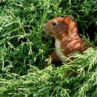 Hörnchen in der Hängezypresse  .....