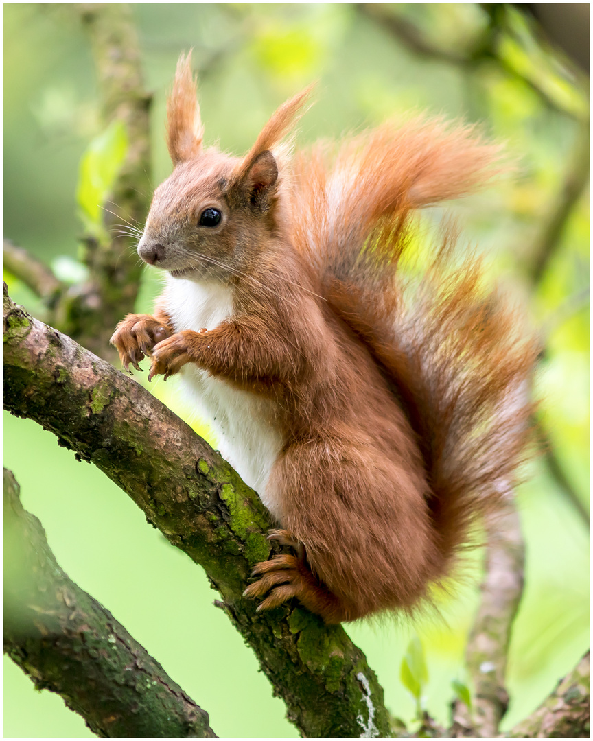 Hörnchen in der Kornelkirsche  .....