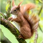 Hörnchen in der Kornelkirsche  .....