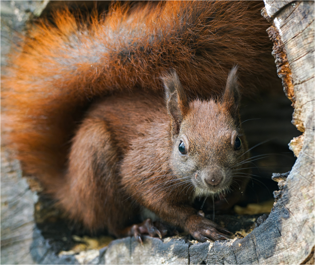 Hörnchen in der Röhre  .....