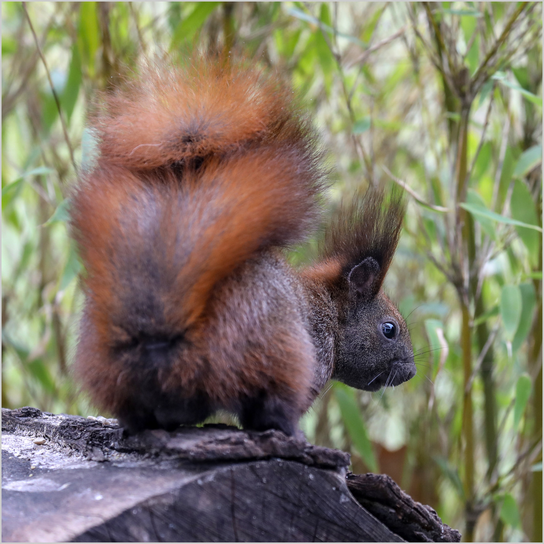 Hörnchen in der Rückansicht  .....