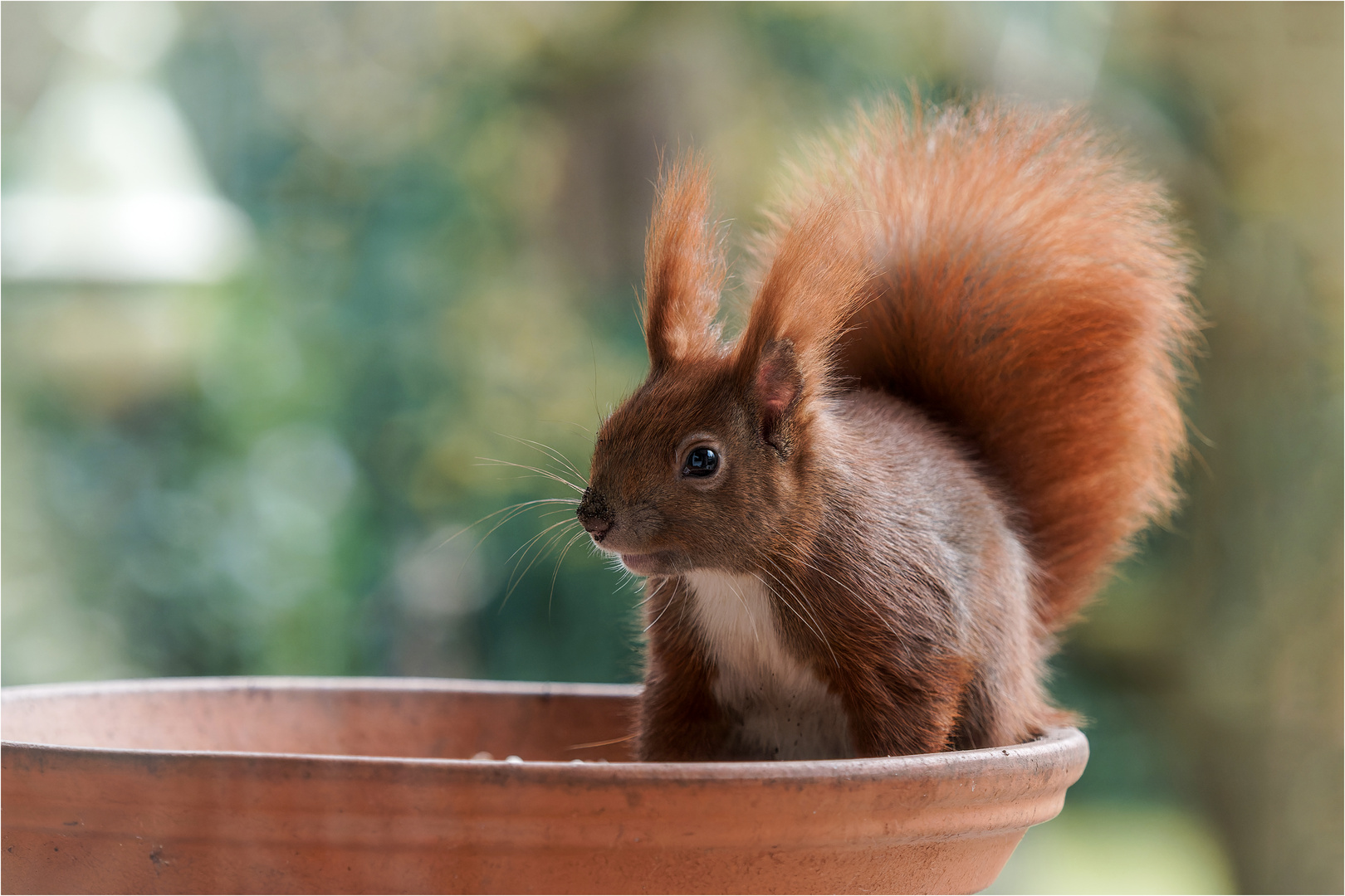 Hörnchen in der Schale  .....