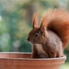 Hörnchen in der Schale  .....