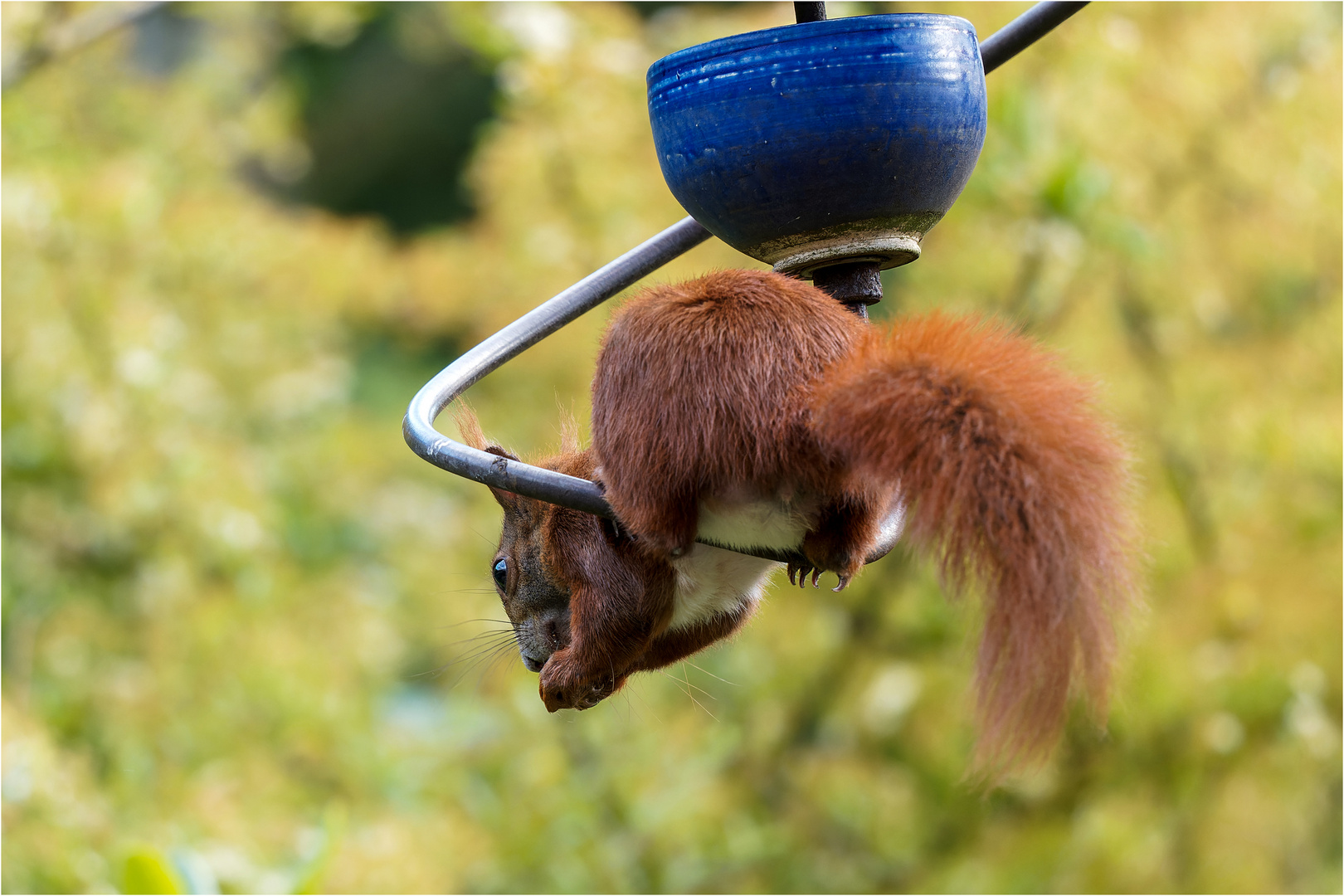 Hörnchen in der Schwinge  .....