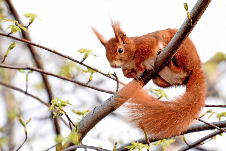 Hörnchen in frischem Grün